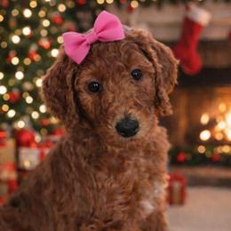Princess Ruby Rose Rosa Red - Red  female Poodle puppy in Woodbridge, Virginia from Rosa Red Standard Poodles