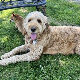 River - Goldendoodle