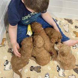 Goldendoodle Puppies from Golden Light Doodles