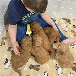 Goldendoodle Puppies from Golden Light Doodles