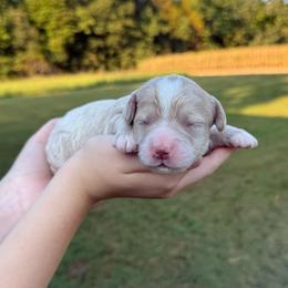 Moe - Cream male Cockapoo puppy in Liberty, Kentucky from Kentucky Cockapoos