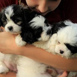 Bichon Frise, Shichon, and Shih Tzu Puppies from Teddy Bears of Arizona