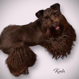 Koda - Miniature Schnauzer