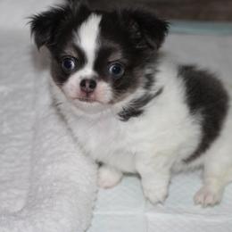 Chevy 2,500 - Blue and tan male Chihuahua puppy in Cache, Oklahoma from Charming Lil Chihuahuas
