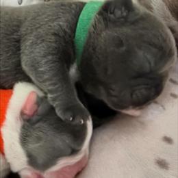 French Bulldog Puppies from Fiddyment Farm Frenchies