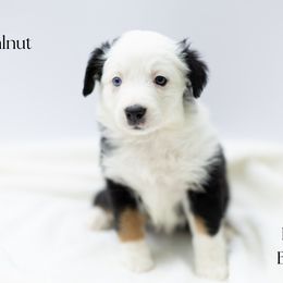 Walnut - Black tri female Miniature Australian Shepherd puppy in Wooster, Ohio from Kari's Mini Aussies