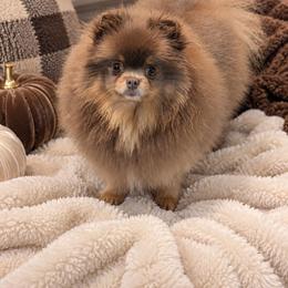 Squishmellow - Lavender female Pomeranian puppy in Fultonville, New York from Sandy Aussies, Mini Dachshunds & Pomeranians