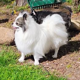 Lexi - Pomeranian
