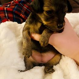 Prague Ratter Puppies from North Star Gem’s Prague Ratters