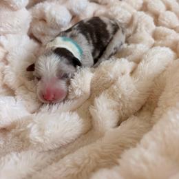 Squirtle - Red merle male Border Collie puppy in Hephzibah, Georgia from Astoria Border Collies