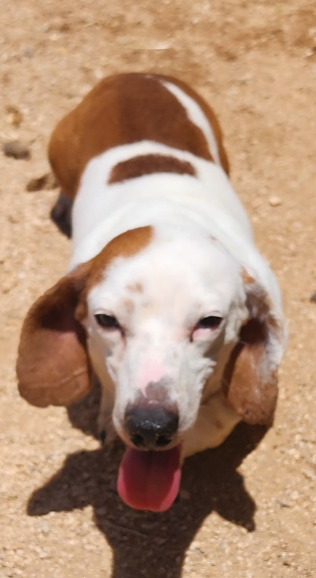 Frankie - Dachshund