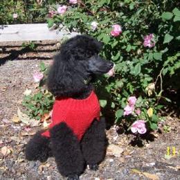 Biewer Terriers and Poodles from Eaglehill-South Miniature Poodles/Classic Biewer Terriers