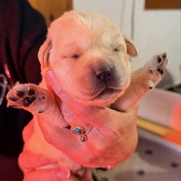 Male 1 - Yellow male Labrador Retriever puppy in Hoosick Falls, New York from Findaway Labradors