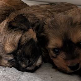 Morkie and Shorkie Puppies from Massachusetts Morkies