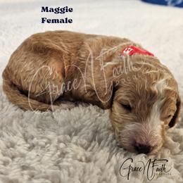 Maggie - Red female Labradoodle puppy in Peyton, Colorado from Grace N Faith Doodles