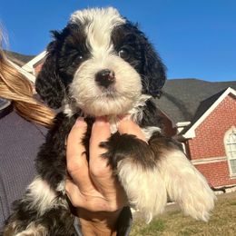 Ali - Tri-color female Bernedoodle puppy in Royse City, Texas from Platinum Bernedoodles of Texas