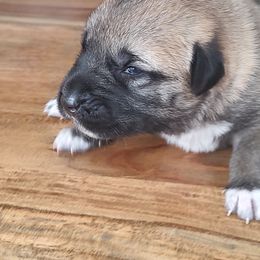 Anatolian Shepherd Dog Puppies from Harris' Anatolian Livestock Guardian Dogs