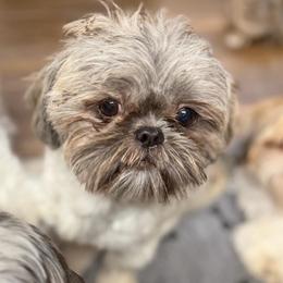 Benny - Blue male Shih Tzu puppy in Victorville, California from RUMBLE n TUMBLE