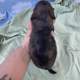 Boy 1 - Dapple male Dachshund puppy in Dyess Afb, Texas from Story Dachshunds