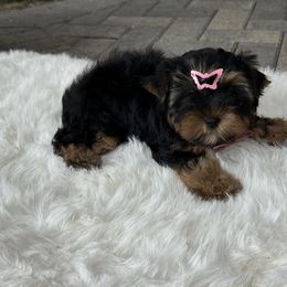 Isabel - Black and gold female Yorkshire Terrier puppy in North Naples, Florida from Moon Ranch Puppies
