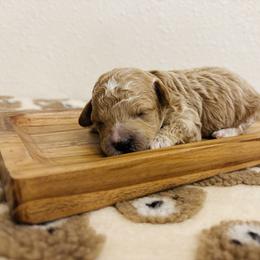 Cavapoo, Cockapoo, Goldendoodle, and Maltipoo Puppies from Perdue Puppies