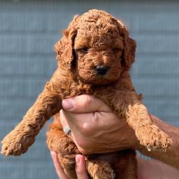 Copper - Red male Cavapoo puppy in Council Bluffs, Iowa from The Doodle Den