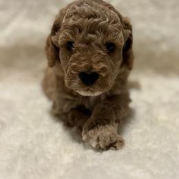 Bartholomew Brimsley - Brown white and tan male Cockapoo puppy in Piedmont, Oklahoma from Perdue Puppies