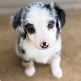 Robbie (AKC and ASDR) - Blue merle male Miniature American Shepherd puppy in Stockton, Missouri from Kizmit Farmz
