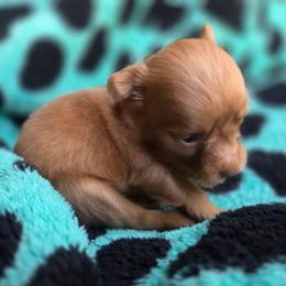 Ember - Red female Russian Toy puppy in Boise, Idaho from Nesting Dolls