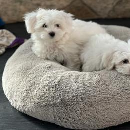 Maltese and Poodle Puppies from Poodle Perfection