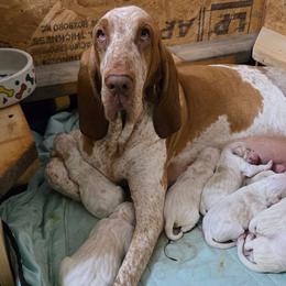 Girl 7 - White and orange female Bracco Italiano puppy in Williamsburg, Virginia from Eastern Breeze