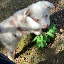 Sola - Red merle female Miniature Australian Shepherd puppy in Priest River, Washington from Offgrid Aussies