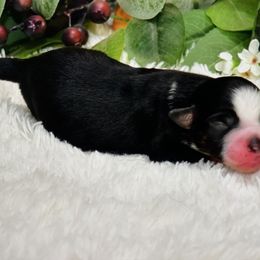 Lava - Black male Australian Shepherd puppy in Ranger, Texas from Outback Mini Aussies