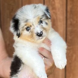 Australian Shepherd Puppies from Trilogy Australian Shepherds