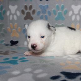 Patches - White male Pomsky puppy in Clarkston, Utah from Red Rock Ranch Breeders