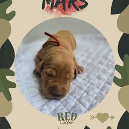 Red Collar - Mars - Yellow male Labrador Retriever puppy in Sumerduck, Virginia from Cedar Mountain Retrievers