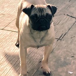 Dachshunds and Pugs from Wiggle'n V Ranch