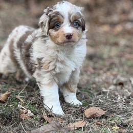 Reeves - Red merle male Miniature Australian Shepherd puppy in Natural Dam, Arkansas from Natural State Aussies