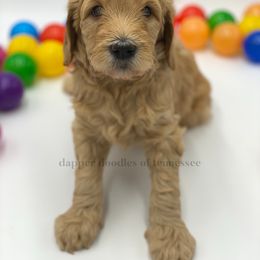Goldendoodle Puppies from Dapper Doodles of Tennessee