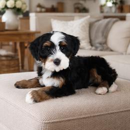 Janis - Phantom female Bernedoodle puppy in Floyd, Virginia from Hearts and Paws Poodles and Doodles