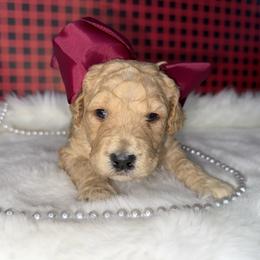 Girl 1 - Apricot female Goldendoodle puppy in Fayetteville, Arkansas from Silver Hill Farm