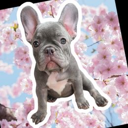 French Bulldog Puppies from Alfia DAVLETSHINA