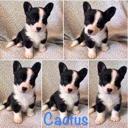Cactus - Black and white male Cardigan Welsh Corgi puppy in Box Elder, South Dakota from BELieve Cardigan Welsh Corgis