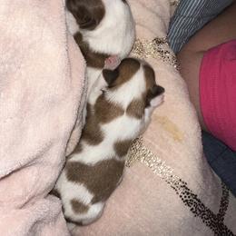 Shih Tzu Puppies from Wood Foo Breeders