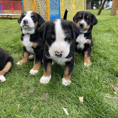 Greater Swiss Mountain Dog Puppies from Woodland Swissie’s