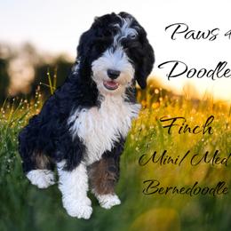 Bernedoodle and Goldendoodle Puppies from Paws 4 Doodles, LLC