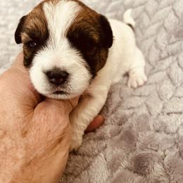 Violet - White and tan female Russell Terrier puppy in Burns, Tennessee from Terrier Town of Tennessee