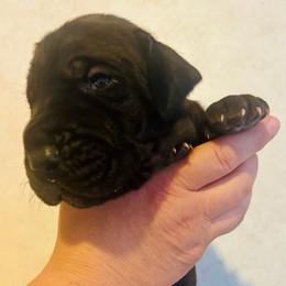 Prince George - Black male Great Dane puppy in Blanchard, Oklahoma from 10 Acre Danes LLC