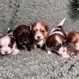 Havanese Puppies from Happy Paws Havanese