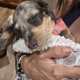 Dachshund and Pembroke Welsh Corgi Puppies from Three K Miniature Dachshunds